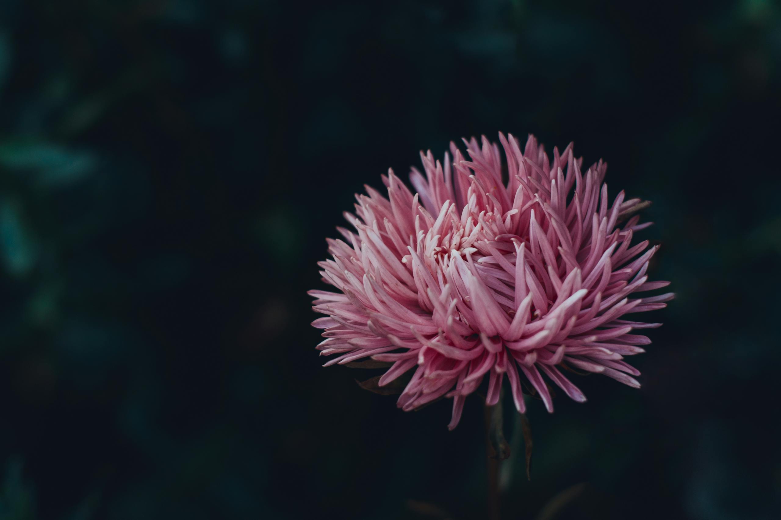 A detailed shot of a pink chrysanthemum flower in bloom, set against a dark background.