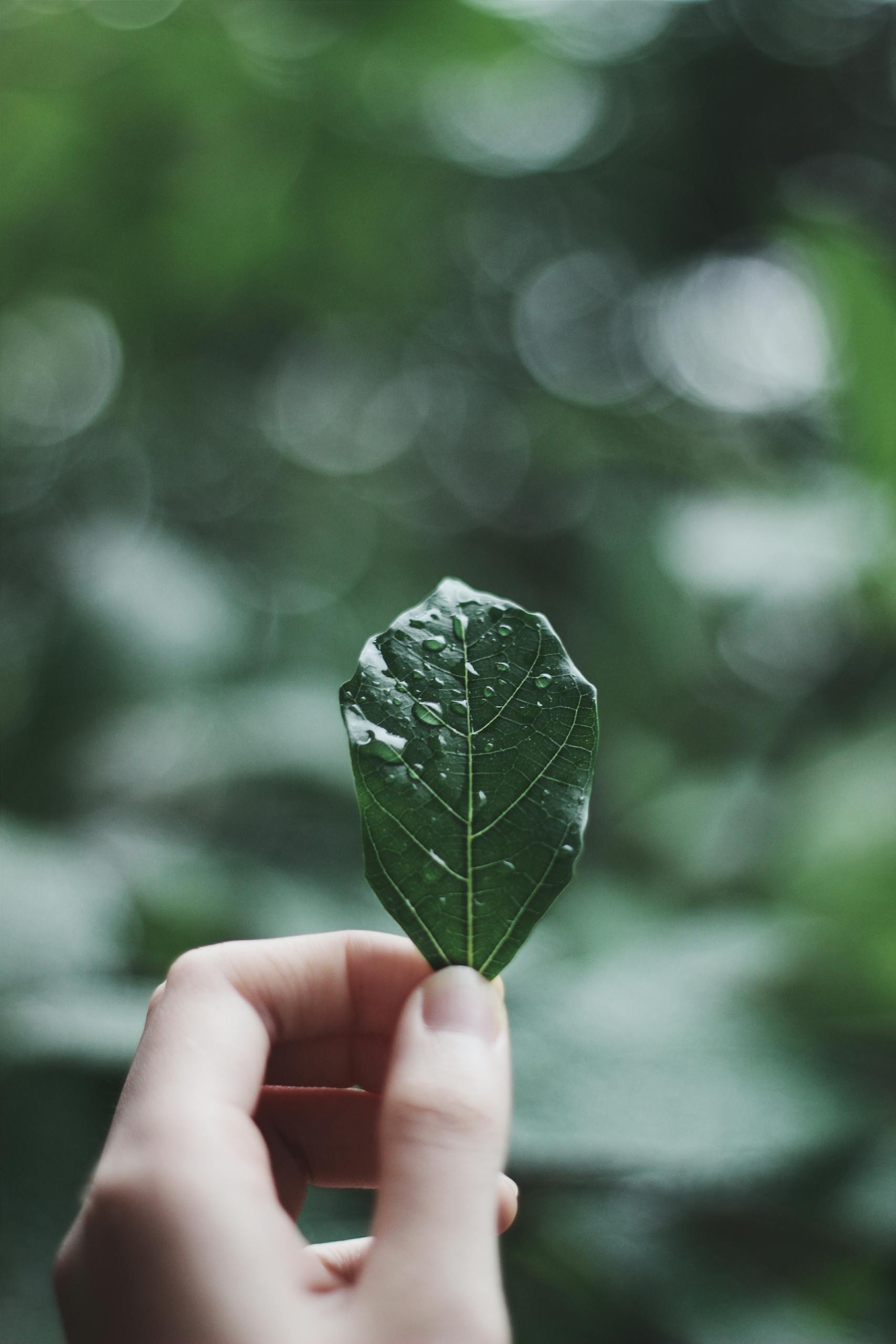 Macro shot of a hand holding a green leaf with a blurred background.