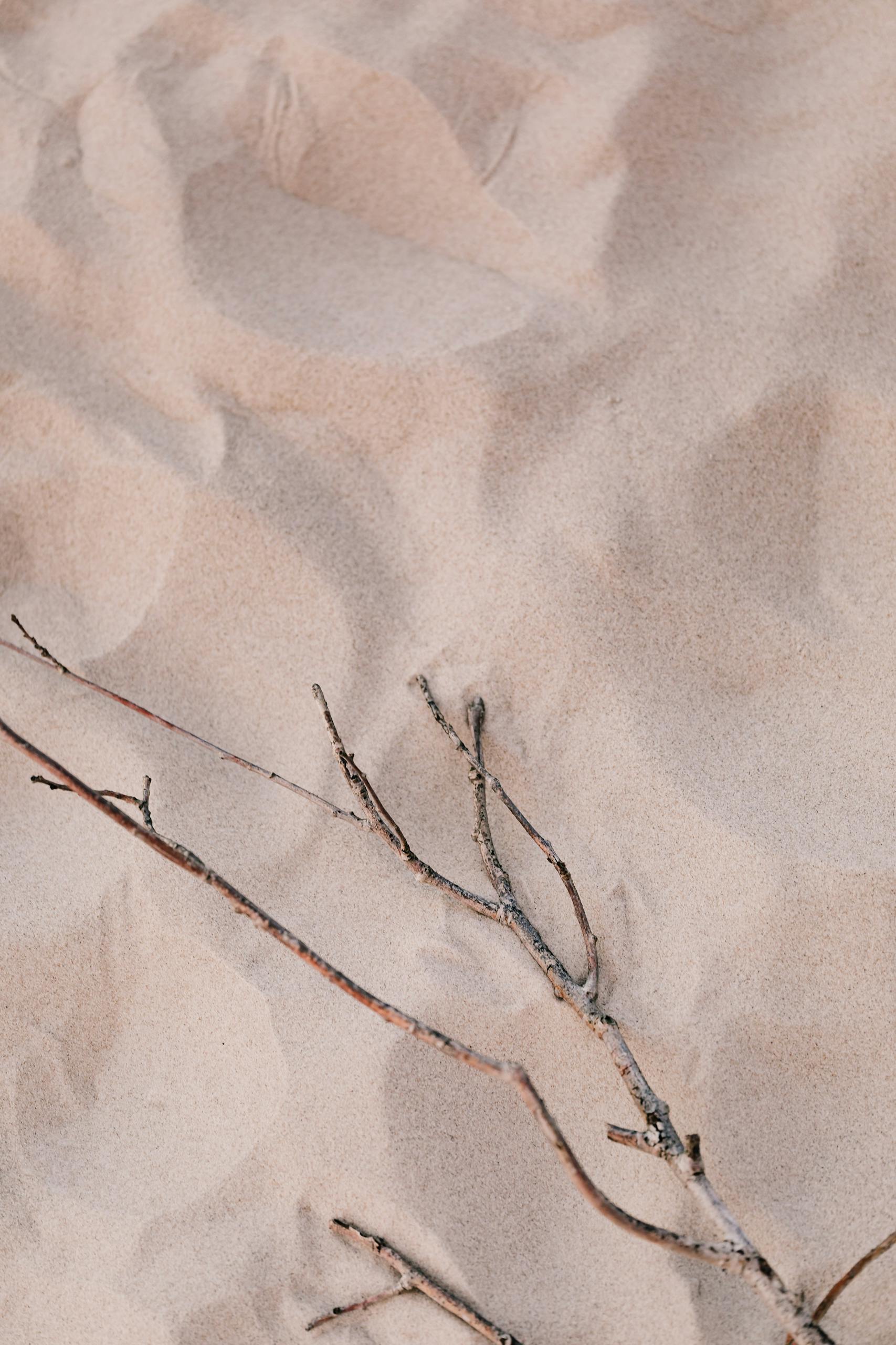 Minimalist photo of twigs lying on soft sandy texture, capturing natural simplicity.