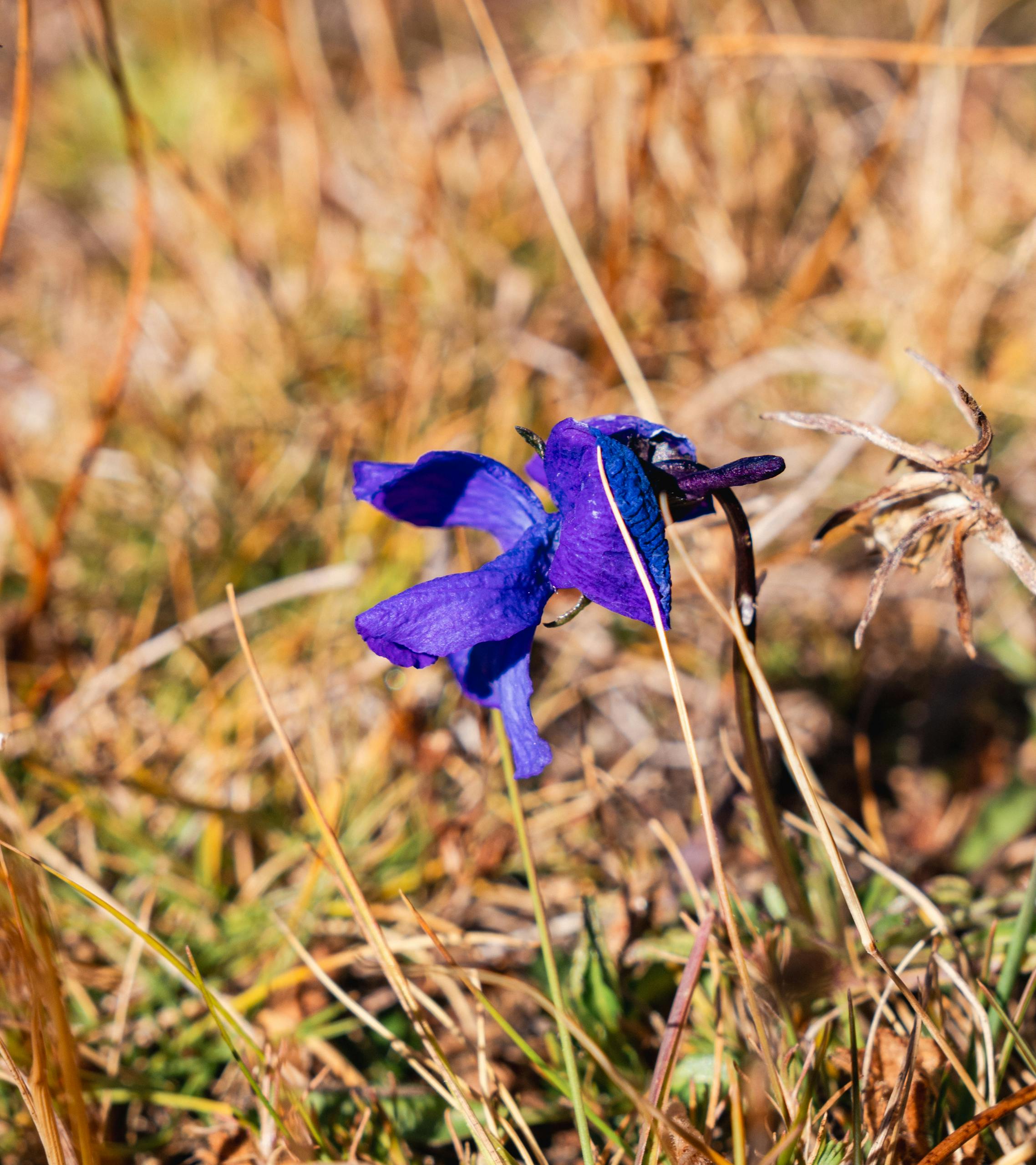 Vibrant blue flower in an alpine meadow in Zermatt, Switzerland, captured during a sunny day.
